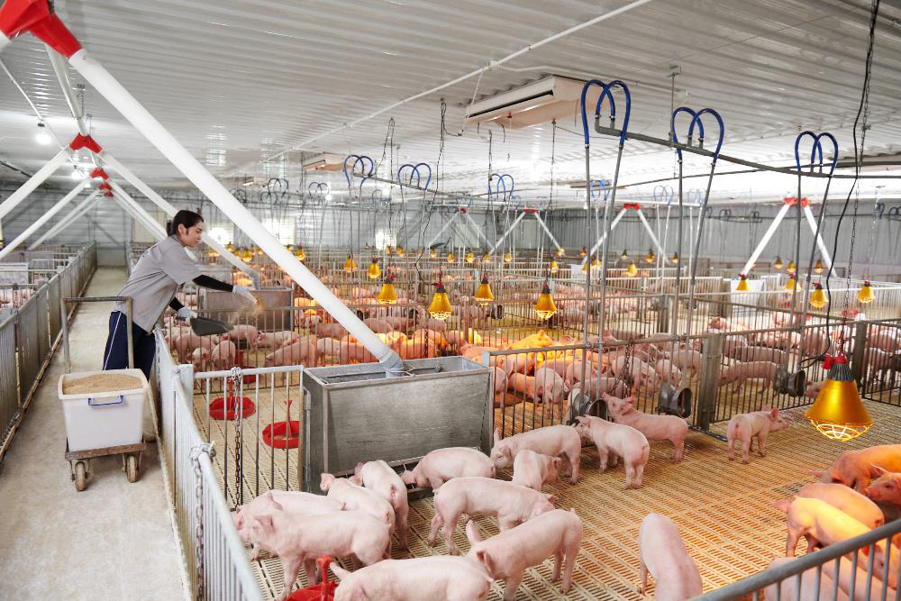 La filière alimentation animale du Vietnam encore trop dépendante des importations
